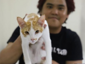 “我爱罗”该怎么COS，看完泰国COS帝的操作后，网友：这猫咪作用真大
