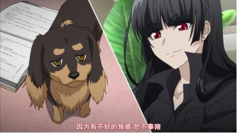 物种不同也能撒狗粮,这部番剧告诉你单身真的不如狗