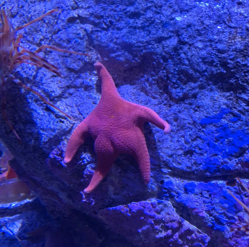日本推主在水族馆发现翘屁海星，网友：派大星是你吗？