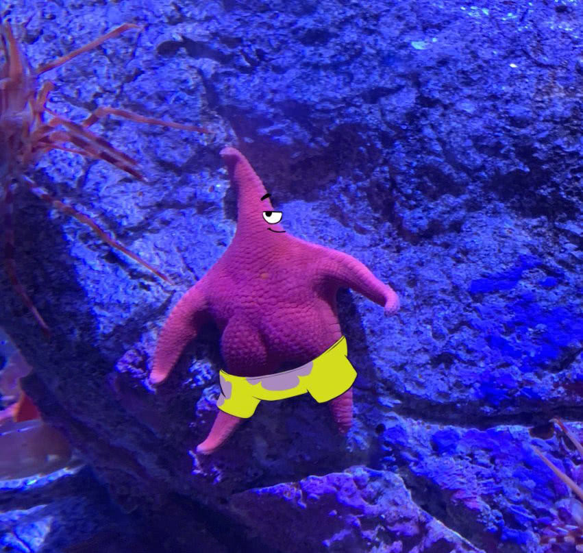 日本推主在水族馆发现翘屁海星，网友：派大星是你吗？