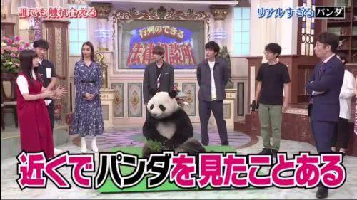 日本节目迷惑人：难道动物园里的熊猫都是人扮演的？