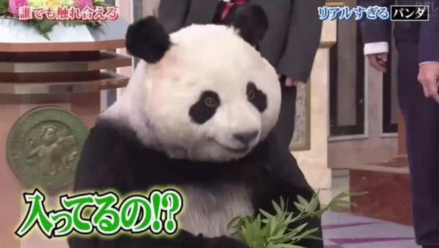 日本节目迷惑人：难道动物园里的熊猫都是人扮演的？