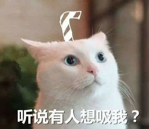 在动漫中云吸猫：七部猫片推荐，最后一部要父母陪同观看